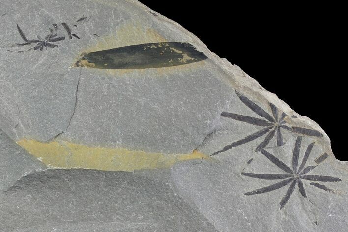 Pennsylvanian Fossil Horsetail (Annularia) Plate - Kentucky #142417